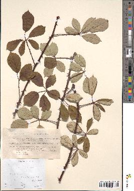 spécimen de Rubus bifrons