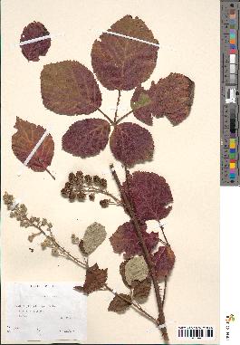 spécimen de Rubus bifrons