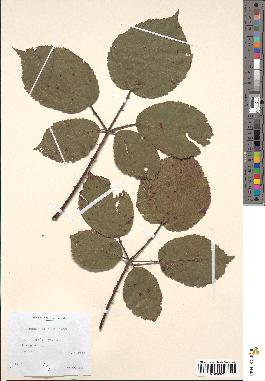 spécimen de Rubus bifrons