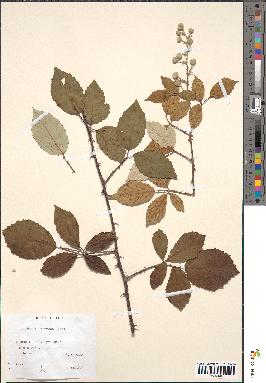 spécimen de Rubus bifrons