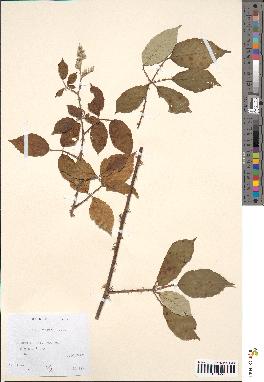 spécimen de Rubus bifrons
