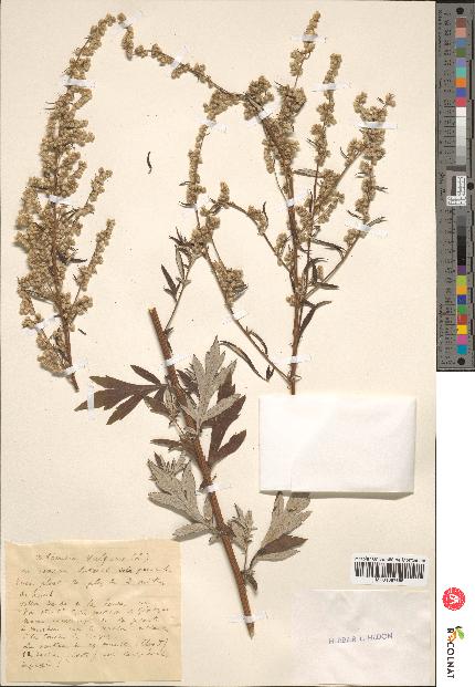 spécimen de Artemisia vulgaris