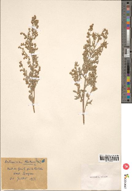 spécimen de Artemisia absinthium