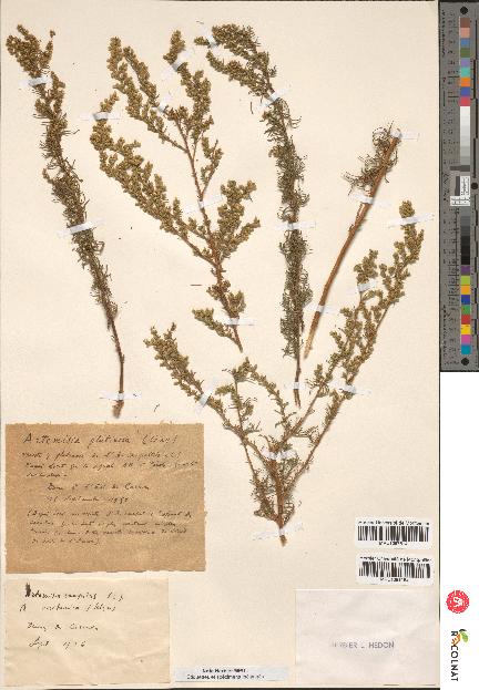 spécimen de Artemisia campestris