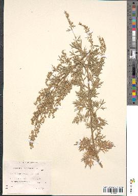 spécimen de Artemisia absinthium