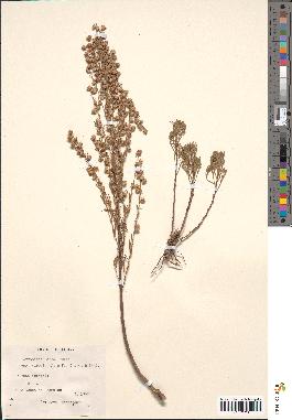 spécimen de Artemisia alba