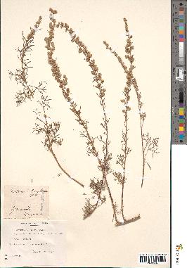 spécimen de Artemisia alba