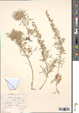 spécimen de Artemisia alba