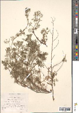 spécimen de Artemisia alba