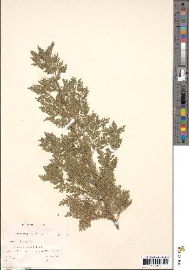 spécimen de Artemisia annua