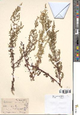 spécimen de Artemisia annua