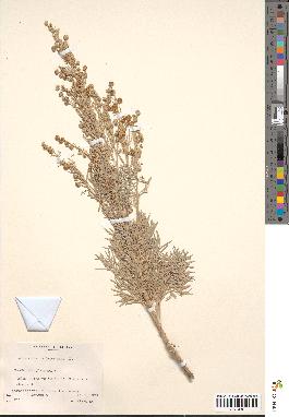 spécimen de Artemisia arborescens