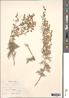 spécimen de Artemisia arborescens