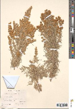 spécimen de Artemisia arborescens