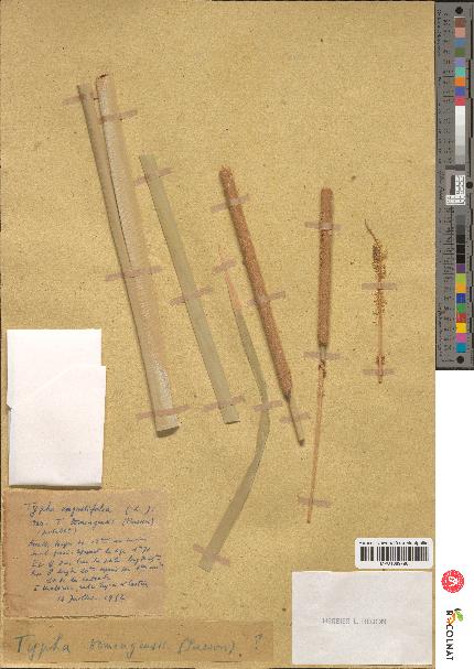 spécimen de Typha angustifolia
