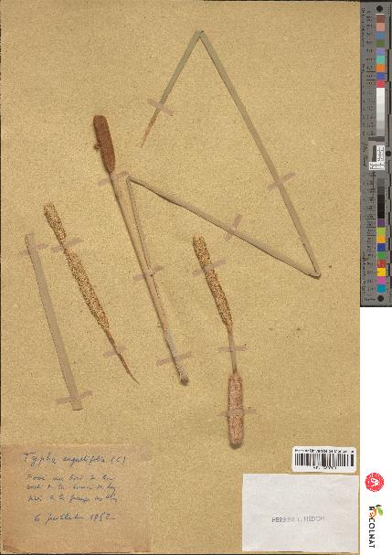 spécimen de Typha angustifolia