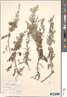 spécimen de Artemisia caerulescens