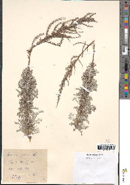 spécimen de Artemisia caerulescens