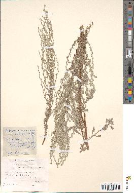 spécimen de Artemisia caerulescens