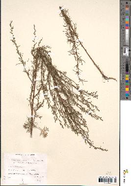 spécimen de Artemisia campestris