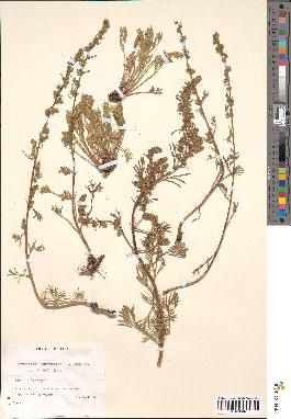 spécimen de Artemisia campestris