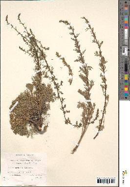 spécimen de Artemisia campestris