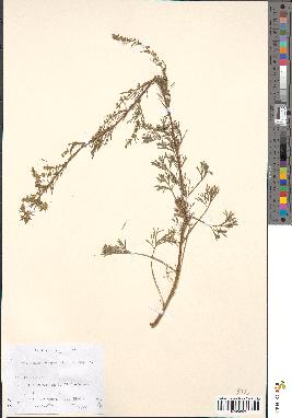 spécimen de Artemisia campestris