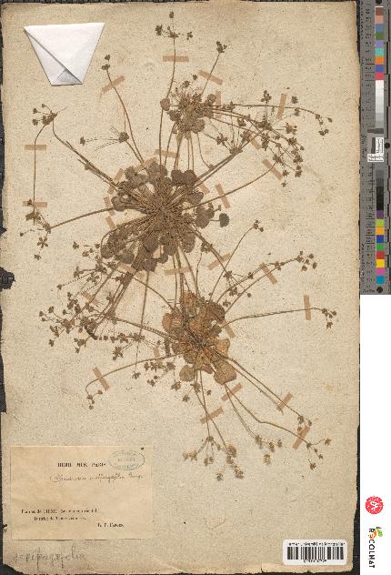 spécimen de Androsace saxifragifolia