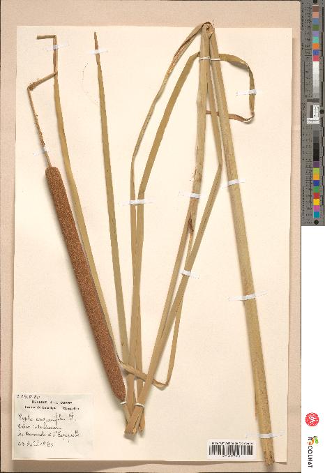 spécimen de Typha angustifolia