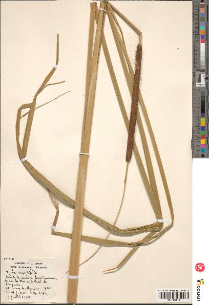spécimen de Typha angustifolia