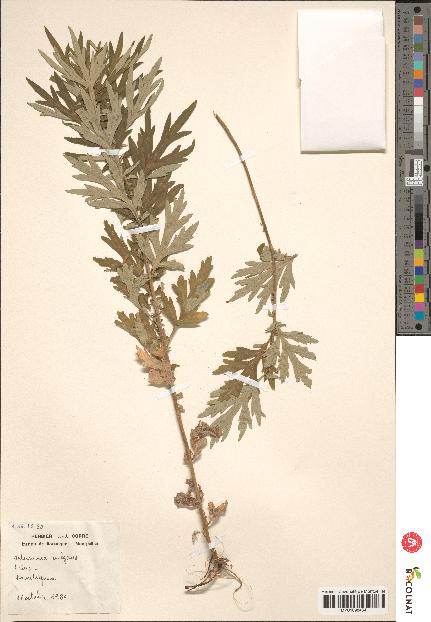 spécimen de Artemisia vulgaris