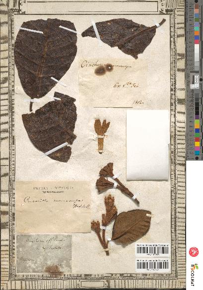 spécimen de Cinchona officinalis