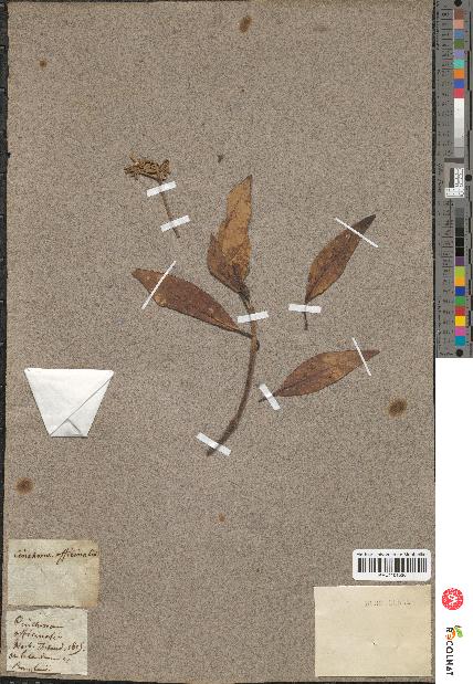spécimen de Cinchona officinalis