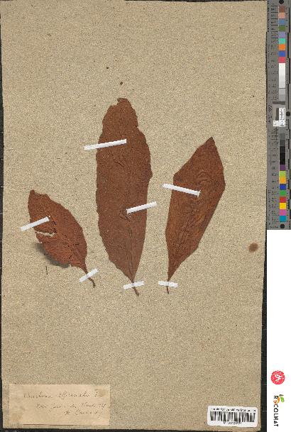 spécimen de Cinchona officinalis
