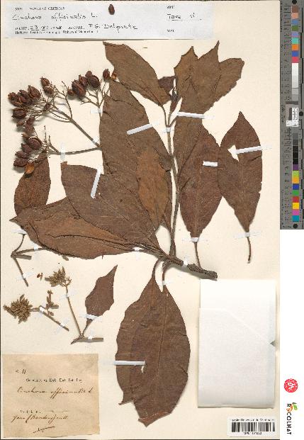 spécimen de Cinchona officinalis