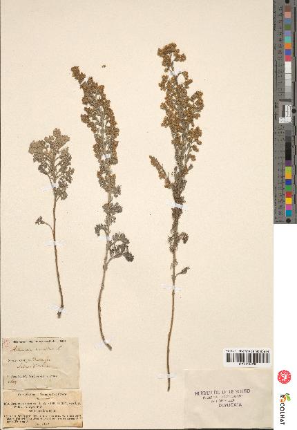 spécimen de Artemisia maritima