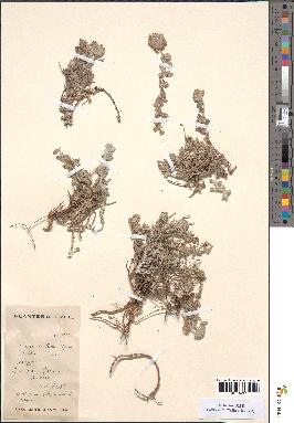 spécimen de Teucrium apollinis