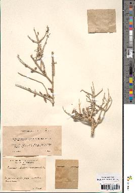 spécimen de Teucrium chardonianum