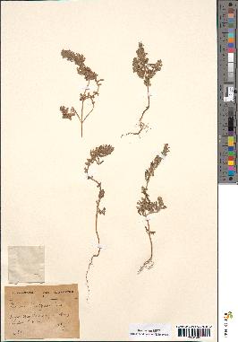 spécimen de Teucrium decipiens