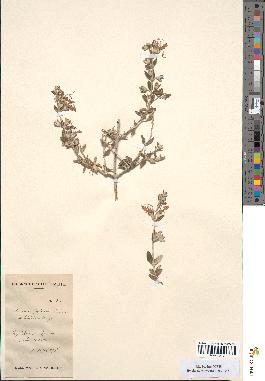 spécimen de Teucrium fruticans