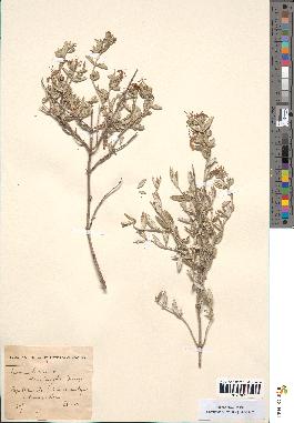 spécimen de Teucrium fruticans