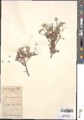 spécimen de Teucrium malenconianum