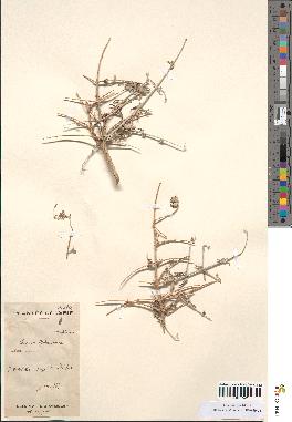 spécimen de Teucrium malenconianum