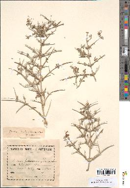 spécimen de Teucrium malenconianum