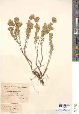 spécimen de Teucrium aureiforme