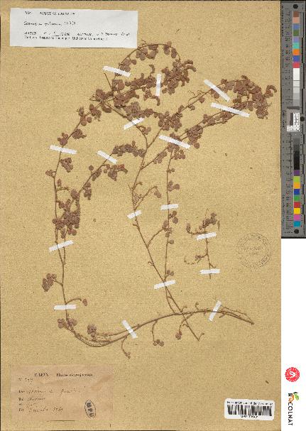 spécimen de Desmodium triflorum