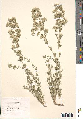 spécimen de Teucrium capitatum