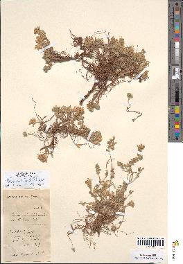 spécimen de Teucrium rotundifolium