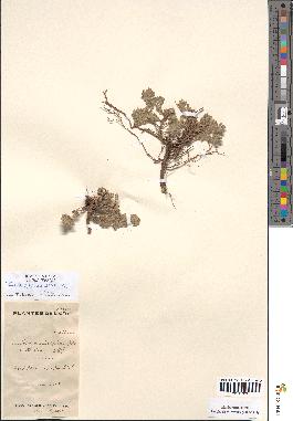 spécimen de Teucrium rotundifolium