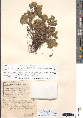 spécimen de Teucrium rotundifolium
